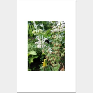 Wooden bee in sage flower Posters and Art